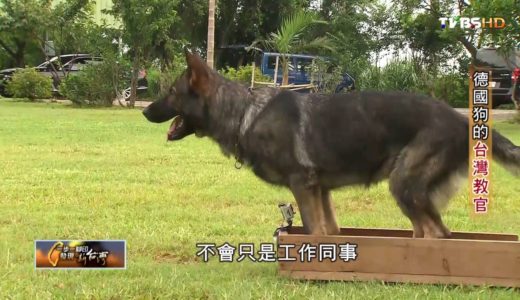 訓練德國狼犬 德國狗的台灣教官 TVBS一步一腳印 20160821   (4/4)