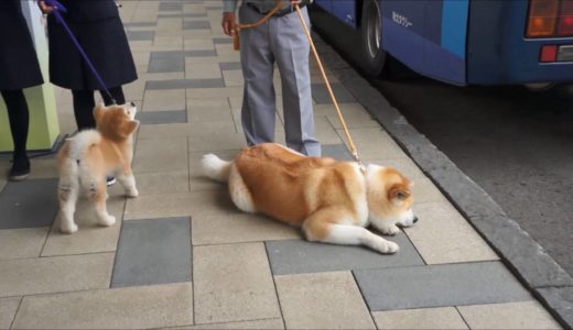 大館能代空港　秋田犬がお出迎え