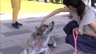 秋田犬＆きりたんぽ鍋