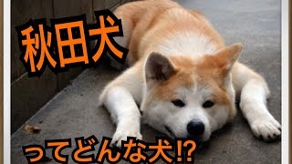 【秋田犬げんき】で有名な秋田犬ってどんな犬!?