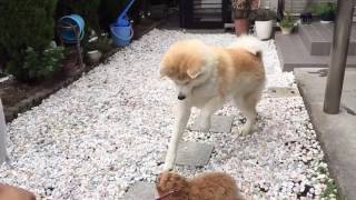 秋田犬パティ 小さな仲良し達(*^^*)