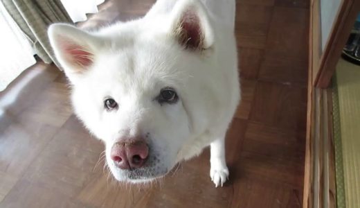 【秋田犬げんき】亡くなったお婆さんの財産を調べる【akita dog】