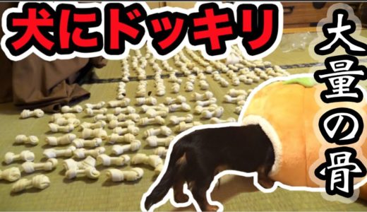 朝起きたら大量の骨に囲まれてるドッキリを犬にしてみたら...！！