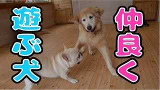 大型犬＆中型犬！仲良く遊ぶイヌ達！！