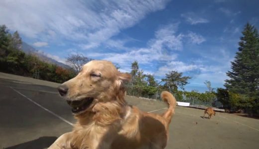 八ヶ岳 犬の牧場 近況（仮移転） ２０１６年１０月