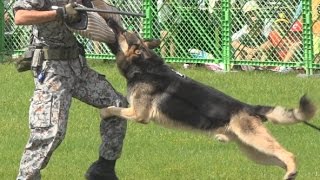 まさかのハプニング!! 警備犬訓練展示 芦屋基地航空祭2016