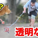 “透明な犬”を散歩してみたドッキリ！！invisible dog prank