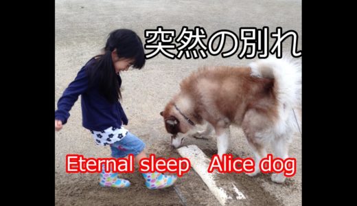 ハスキー犬アリスとの突然の別れ　Eternal sleep　Alice dog