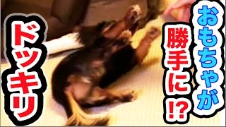 犬におもちゃが勝手に動くドッキリしてみた【恐怖】