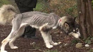 餓死寸前で保護！生きるために捨て犬が取った行動に胸が締め付けられる