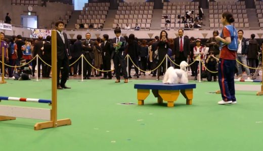 【ペトハピ】「全国トリミング/家庭犬訓練競技会」アジリティ―競技