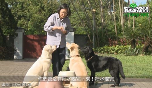 蔡英文與三隻退役導盲犬官邸生活曝光