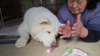 【秋田犬げんき】お婆さんと過ごした楽しかった思い出【akita dog】