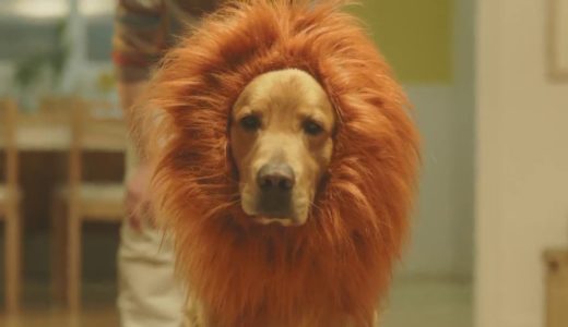 amazon 犬 ライオン 感動 CM ゴールデンレトリバー