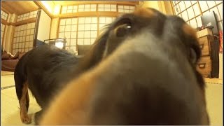 エサ目線で撮った犬が可愛すぎる！？【一分間ペロペロされる動画】