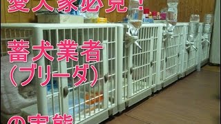 「愛犬家必見！」蓄犬業者（ブリーダー）の実態