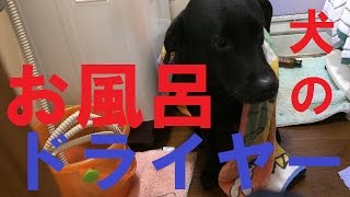 続・犬のお風呂の入れ方