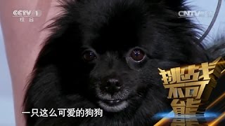 [挑战不可能(第一季)] 总决赛：狐狸犬现场催眠15位观众 挑战前培训过程全揭秘