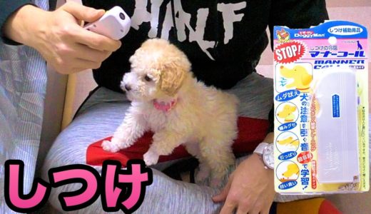 犬を超音波でしつける道具が凄い!! 　　PDS