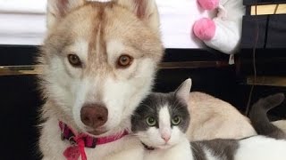 ハスキー犬に育てられた猫、 自分を完全に犬だと思い込んだ姿がかわいすぎる  子猫を救った優しいハスキー犬の話