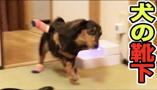 犬に靴下を履かせたら変な動きが止まらないwww【爆笑】