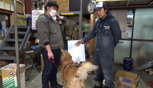 初対面の知らない犬の正しい触り方