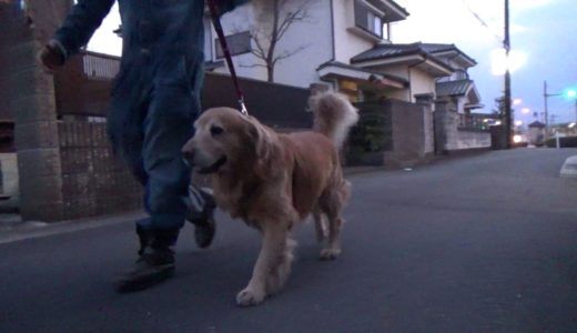 必須！超大型犬のお散歩トレーニング