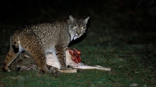 猞猁与狐狸相遇上演小型猫科和犬科的决斗（Lynx and small feline and canine fox met staged duel）