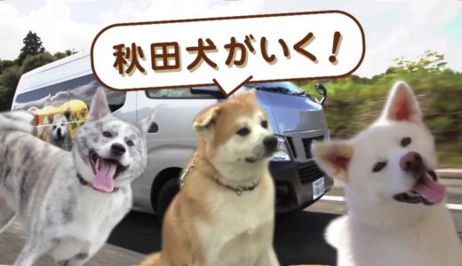 秋田犬がいく！ わんダフル秋田