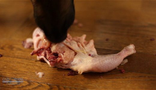 犬手作りご飯【生肉】鶏肉丸ごと1羽でお祝い