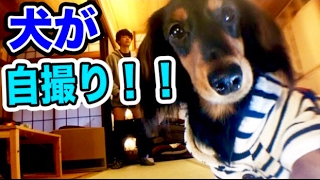 自撮り犬をやってみたら可愛い過ぎた！