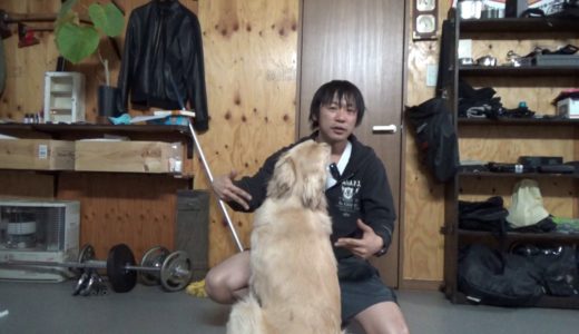 基本的な犬の叱り方：ゴールデンはこれだけでも十分だと思う