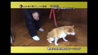 噛み癖のある犬のしつけ　犬はきっちりしつけをすれば治ります。　ドッグトレーナー　山本卓　大阪