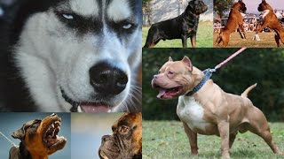 世界で最も強い犬10選 TOP 10 STRONGEST DOGS IN THE WORLD