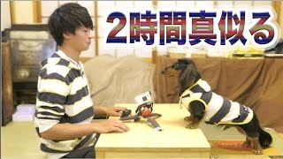 やること全てを真似し続けたら犬も怒るのか！？【検証】