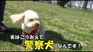 特技は遺留品調査！県警初のトイプードル警察犬アンズ