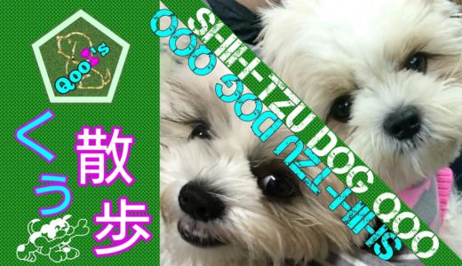 シーズー犬Qooちゃん【くぅ散歩】成犬(大人)に成っただ！ワン🐾