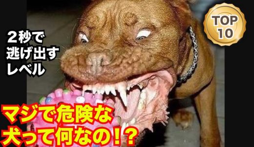 【衝撃】最も凶暴な犬TOP10！噛み付かれたら絶対絶命