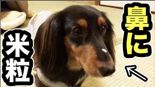 鼻に米粒がついてしまった犬が面白すぎるwww【ドッキリ】