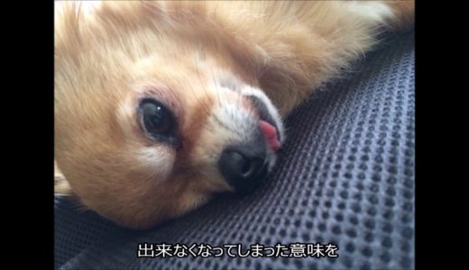 犬のうた～ありがとう～ 歌詞あり