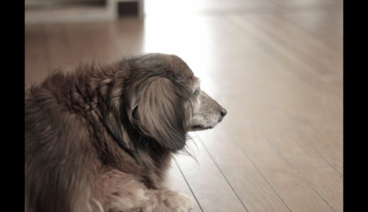 犬の大好きな肉・高質生活