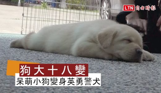 犬界「天堂路」！超萌狗寶寶如何變身帥氣警犬？