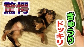 きゅうり見せると死ぬ程ビックリする犬が面白すぎた！！