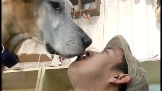 【過去最大】超大型犬グレート・デーンは繊細なワンコだった！