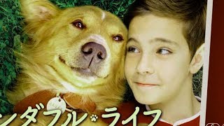 ラッセ・ハルストレム監督最新作・犬と人間の極上のラブストーリー／映画『僕のワンダフル・ライフ』予告編