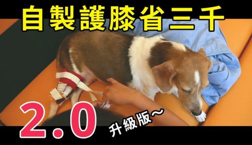 【粉黃豬】犬護膝改良版，不再滑落穩噠噠～學會省3000 (CC字幕) #米格魯攻略