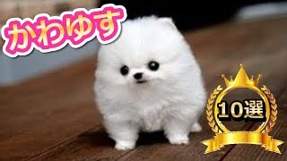 「かわいい犬」動物の中でもダントツ人気ランキングTOP10