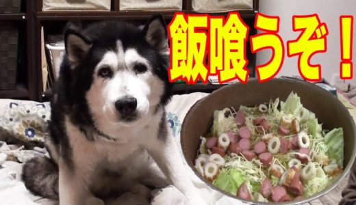 大型犬はやはり喰います ハスキー犬 秋田犬シ ェパード犬の食事