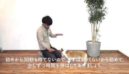 犬の待ての教え方