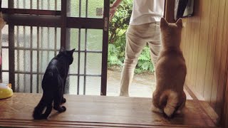 お出かけ時の犬と猫の反応が違いすぎて可愛い Dog and Cat reaction: where do you go?